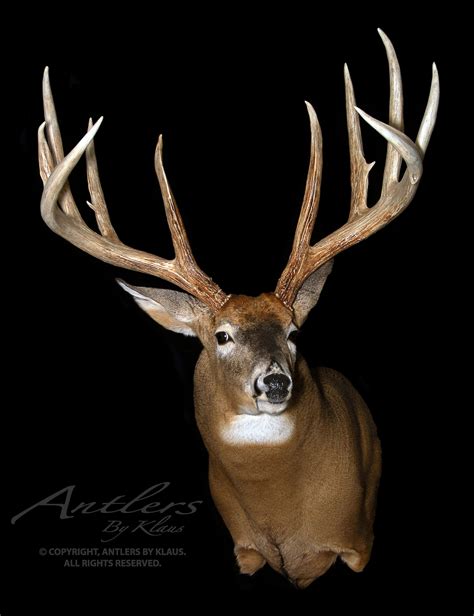 legendarywhitetails|More.